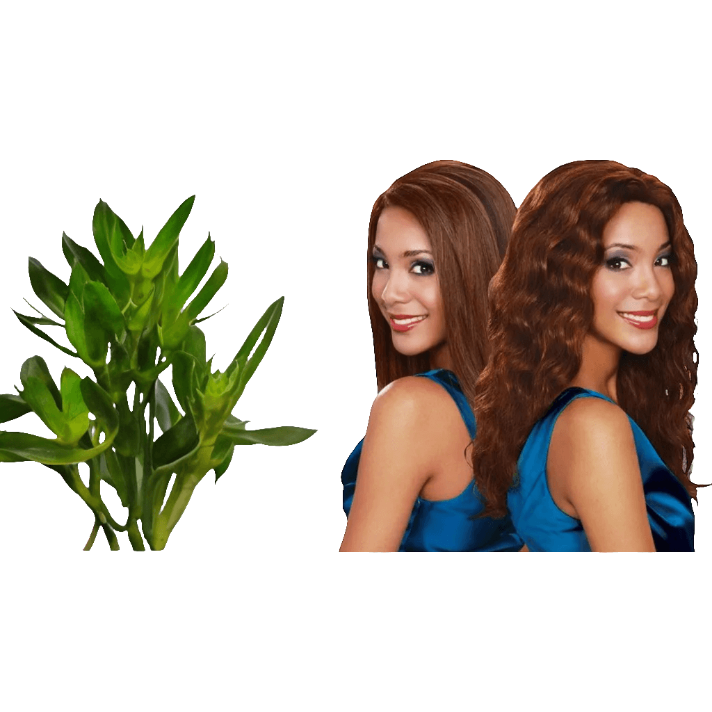 Bobbi Boss 100% Indian Remy, Wet and Wavy Tender/ Straight 14": Remy #1